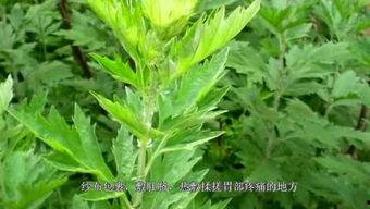 艾草视频国产片,国产片中的传统与现代交融