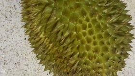 国产榴莲翻车了吗图片视频,一场视觉与味觉的碰撞 第1张 国产榴莲翻车了吗图片视频,一场视觉与味觉的碰撞 第1张