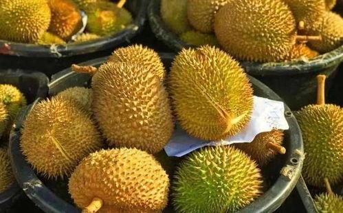 国产榴莲开始出产了吗视频,本土种植新篇章开启  第2张